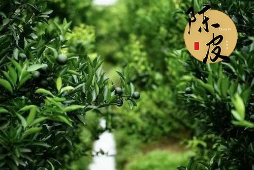 你了解什么是“圈枝柑树”吗？市面上到底有多少是“真货”？