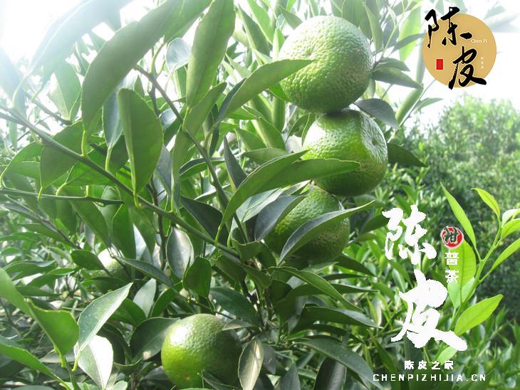 关于茶枝柑的种植高产量管理方法